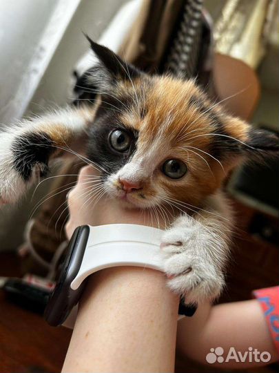 Кошки в добрые руки бесплатно