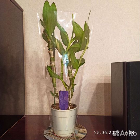 Орхидея дендробиум