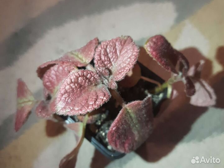 Эписции сортовые