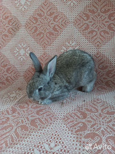 Кролики мясных пород