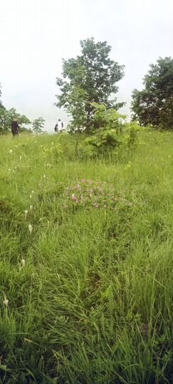 Участок 40 сот. (СНТ, ДНП)