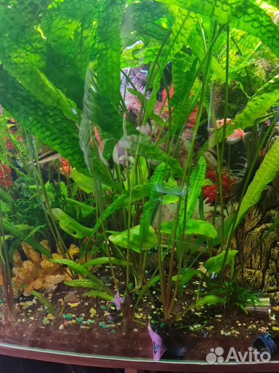 Водоросли для аквариума