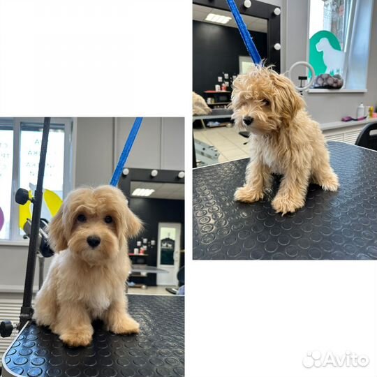 Стрижка собак груминг