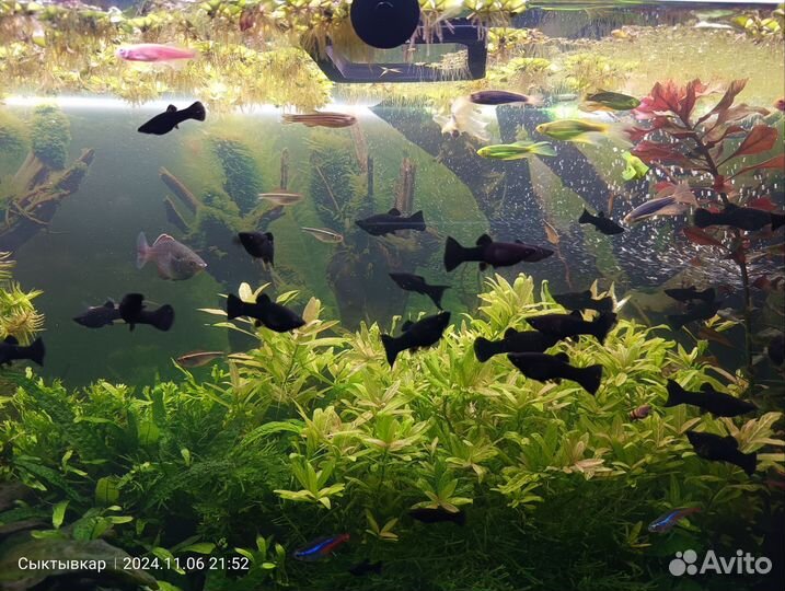 Рыбки моллинезии