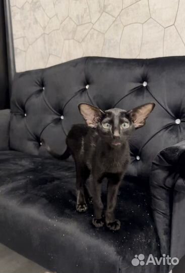 Кошечка в экстримальном типе