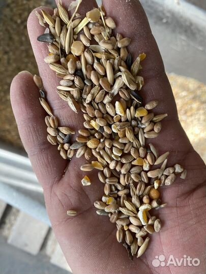 Овес голозерный