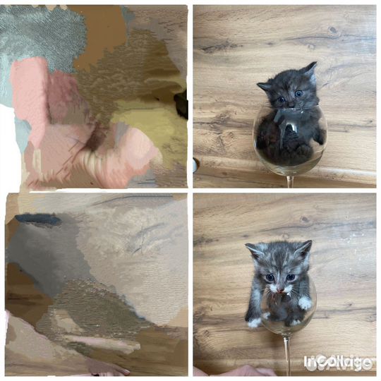 Котята в добрые руки