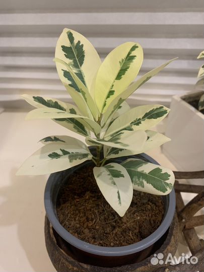 Фикус альбомаргината