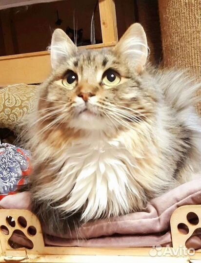 Кошка хочет домой