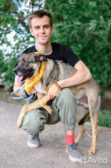 Собака ищет дом