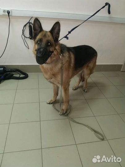 Стрижка и экспресс-линька собак