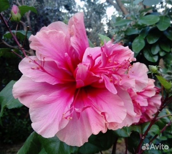 Гибискус китайская роза