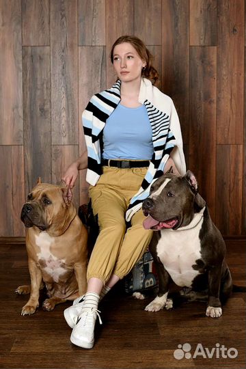 Американский булли хл