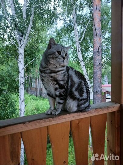 Британский кот вязка
