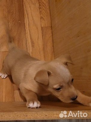 Отдам в добрые руки