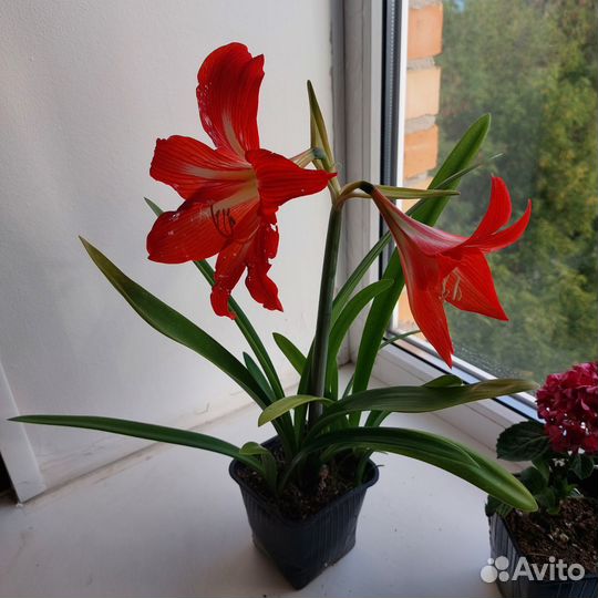 Гиппеаструм