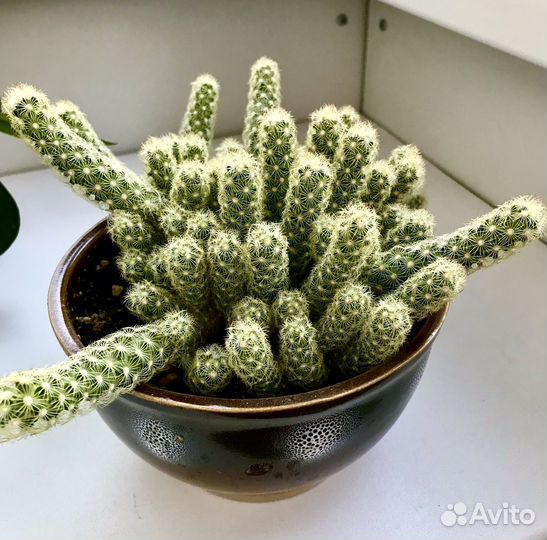 Маммилярия кактус