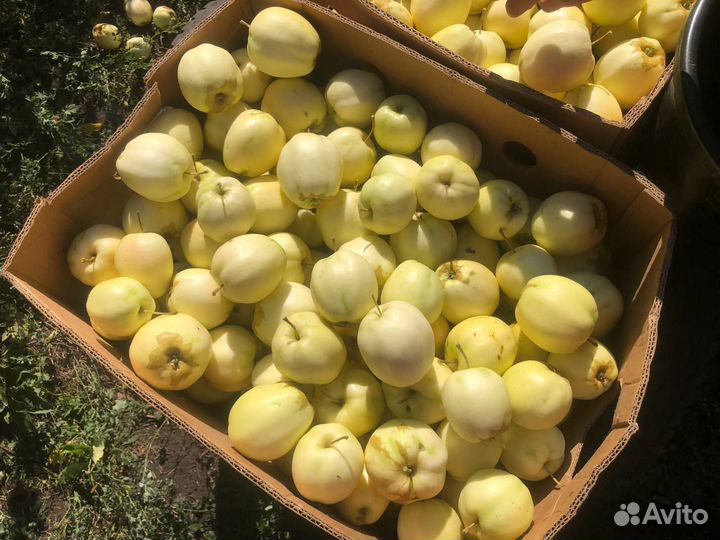 Яблоки домашние