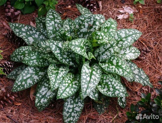 Медуница пятнистая, декоративный многолетник