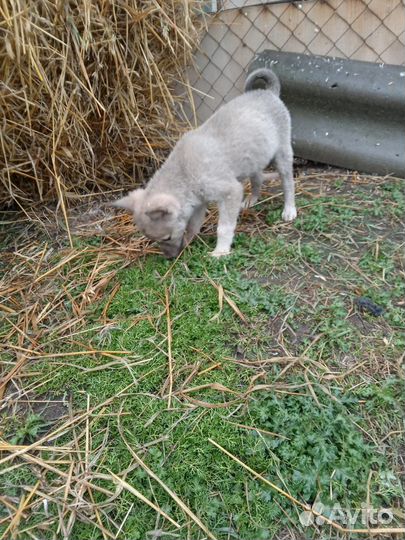 Западно сибирская лайка