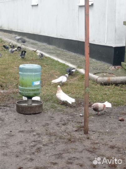 Продажа николаевских голубей