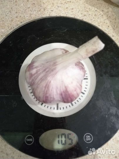 Чеснок крупный