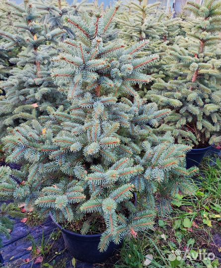 Голубая ель - глаука