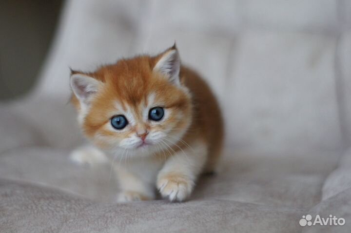 Британские золотые котята