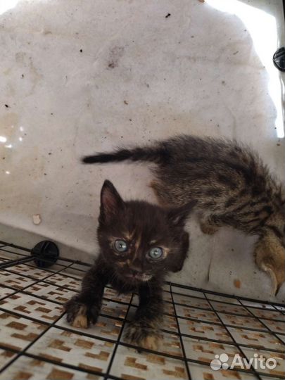 Кошка в дар бесплатно