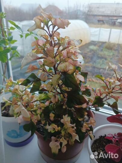 Альтернантера