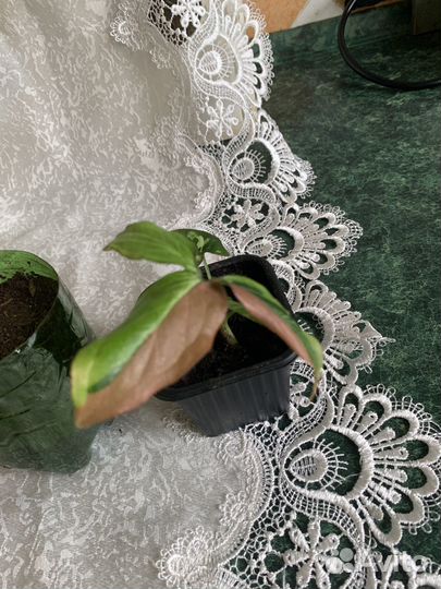 Сортовые растения