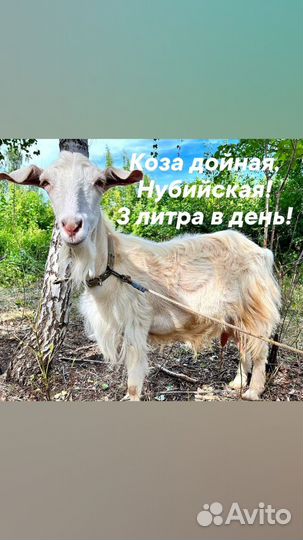 Коза нубийская