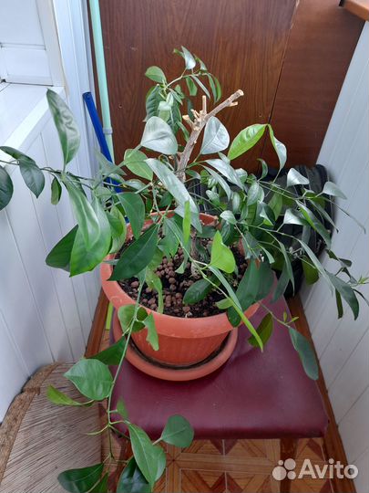 Мандариновое дерево