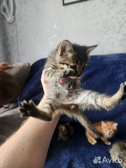 Котята бесплатно