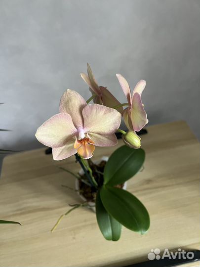 Орхидея фаленопсис легато Legato