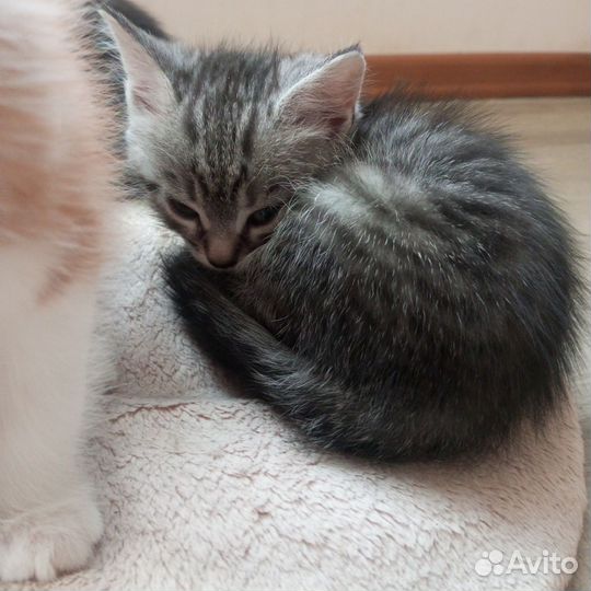 Отдам в добрые руки