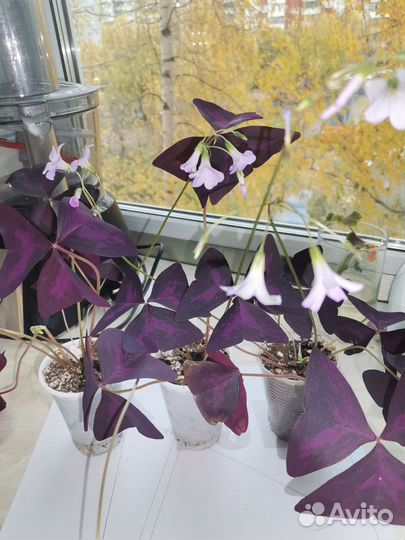 Кислица, фиолетовые бабочки, доброе утро