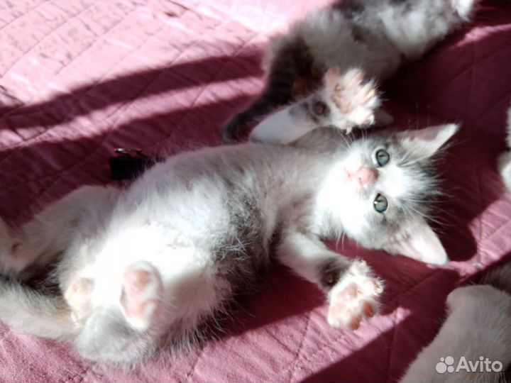 Котята в добрые руки