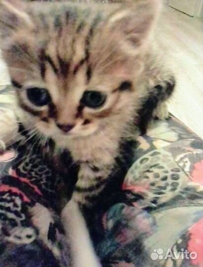 Шотландские коты