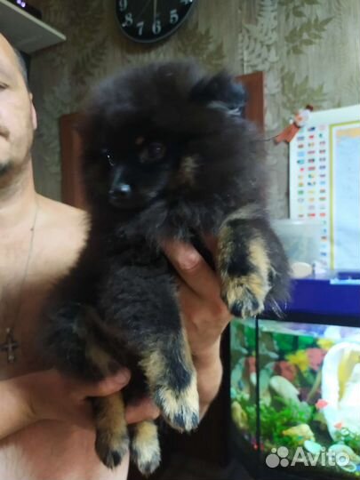 Померанский шпиц