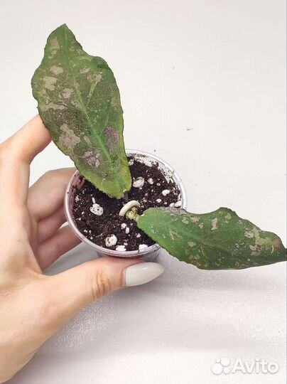 Хойя Ундулата (Hoya Undulata)