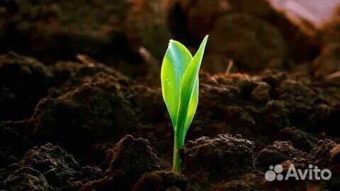 Почвогрунт