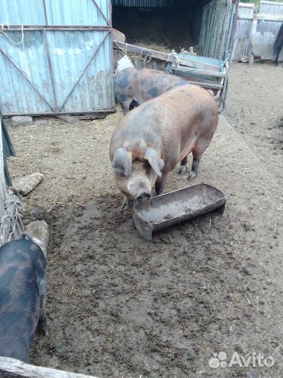 Свиноматки