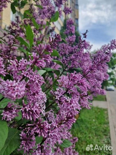 Сирень саженцы