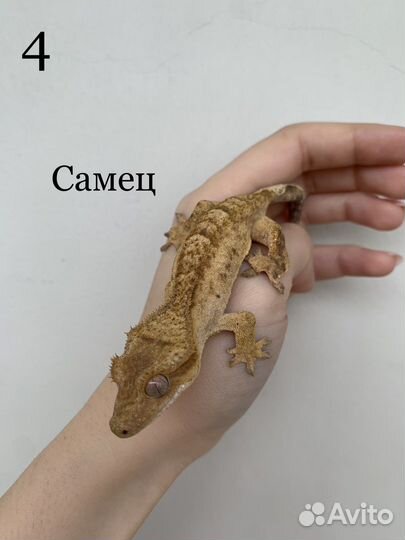 Реснитчатый бананоед