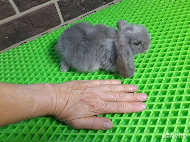 Декоративные карликовые кролики