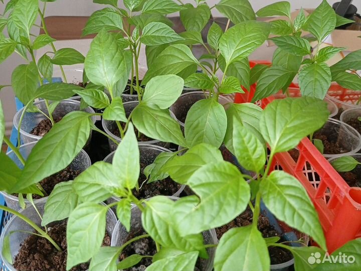 Рассада острого перца