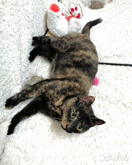 Розитта в дар