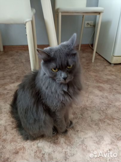 Коты в добрые руки