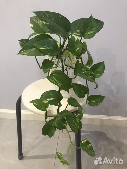 Комнатные растения цветы